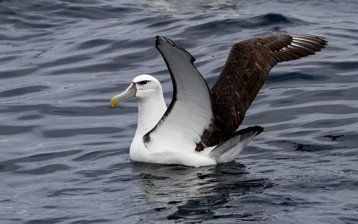 Albatros à cape blanche - ML228921261