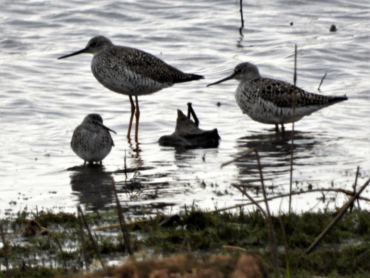 Greater Yellowlegs - Doug Emlin