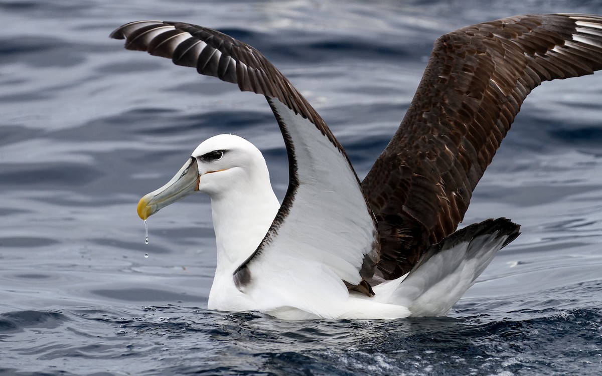 Albatros à cape blanche - ML228921431
