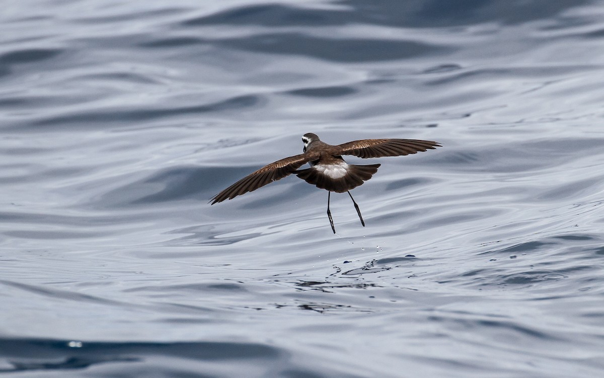 White-faced Storm-Petrel - James Kennerley