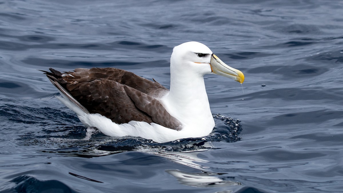 Albatros à cape blanche - ML228921941