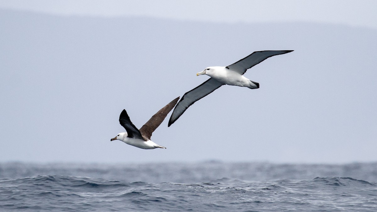 Albatros Ojeroso (melanophris) - ML228922021