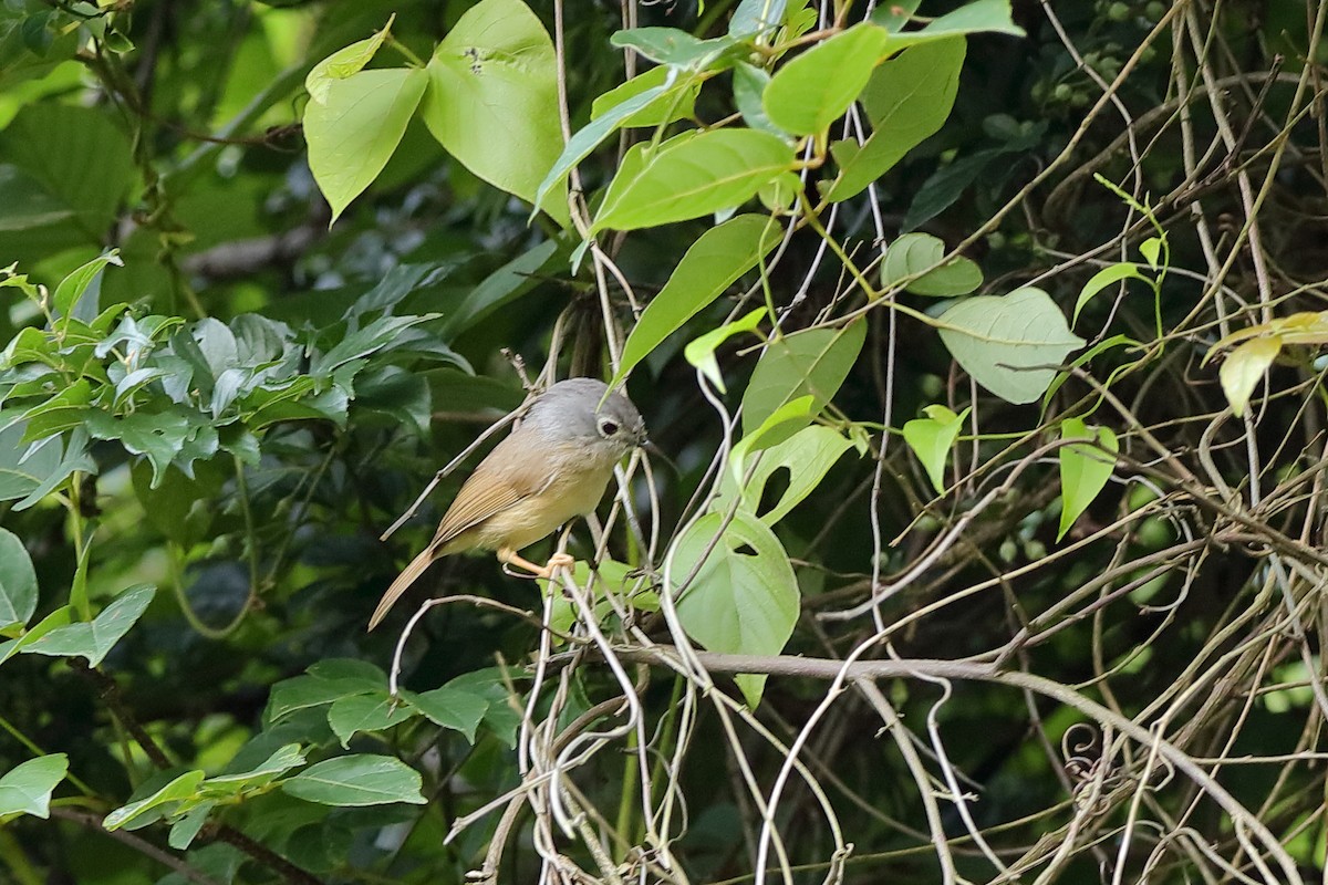 Morrison's Fulvetta - Holger Teichmann