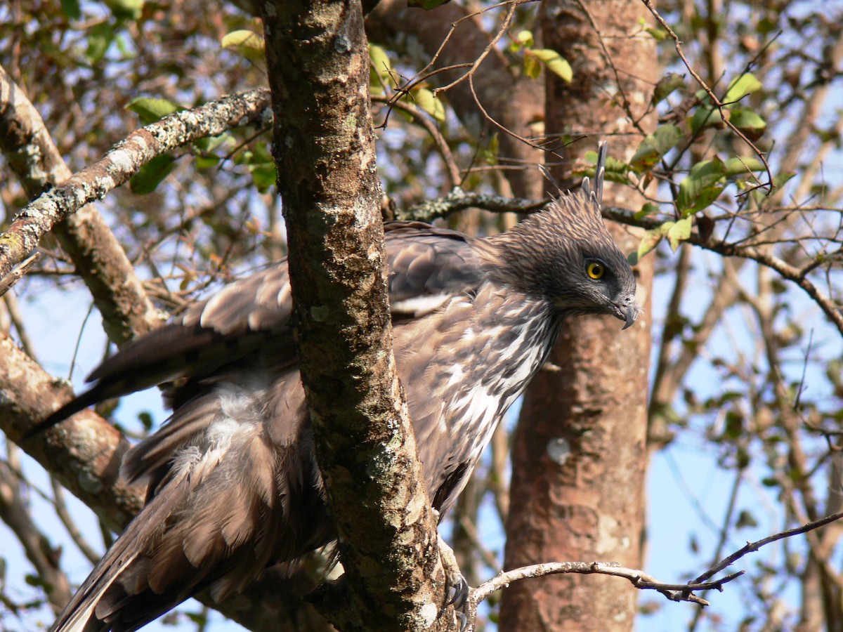 Changeable Hawk-Eagle (Crested) - ML22892211