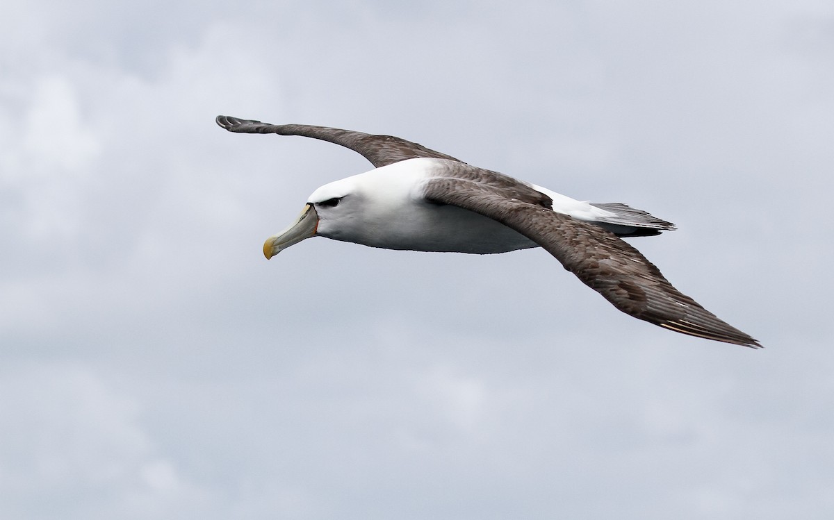 Albatros à cape blanche - ML228922221