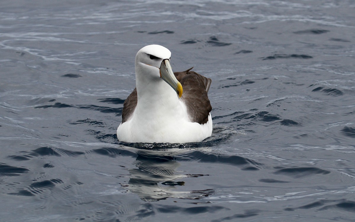 Albatros à cape blanche - ML228922331