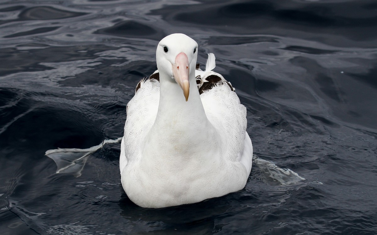 Snowy Albatross - ML228923731