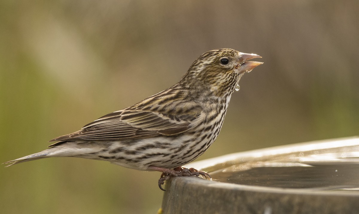 Cassin's Finch - ML228925121