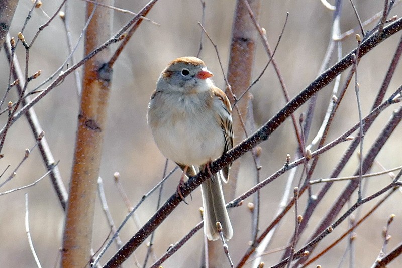 Field Sparrow - ML228927471