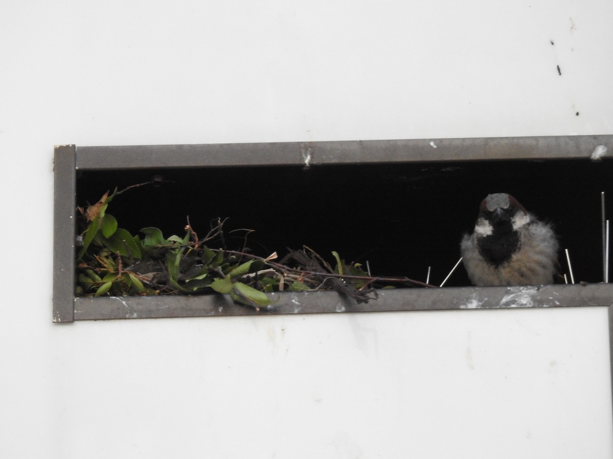 House Sparrow - Laura Mae