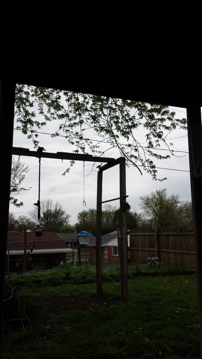 Rose-breasted Grosbeak - ML228927721