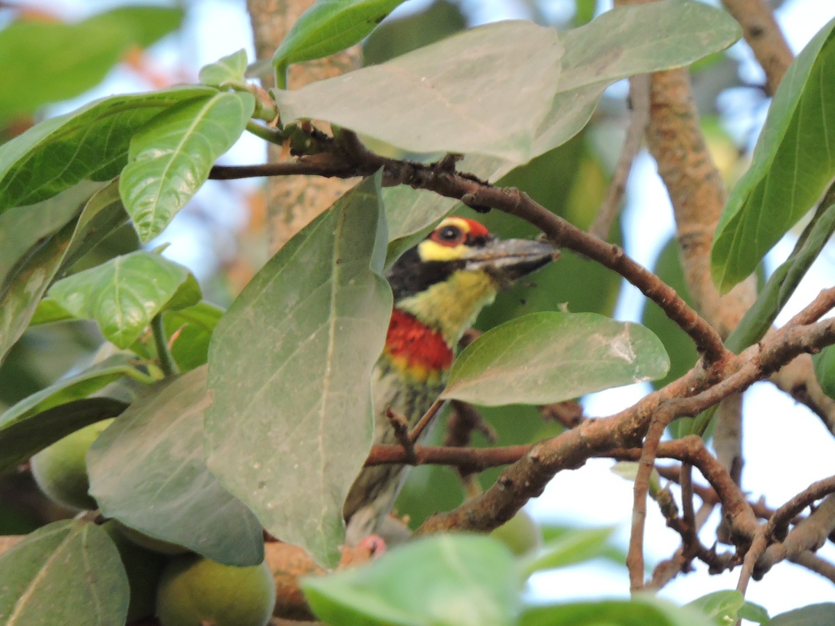 Coppersmith Barbet - Shilpa Gadgil