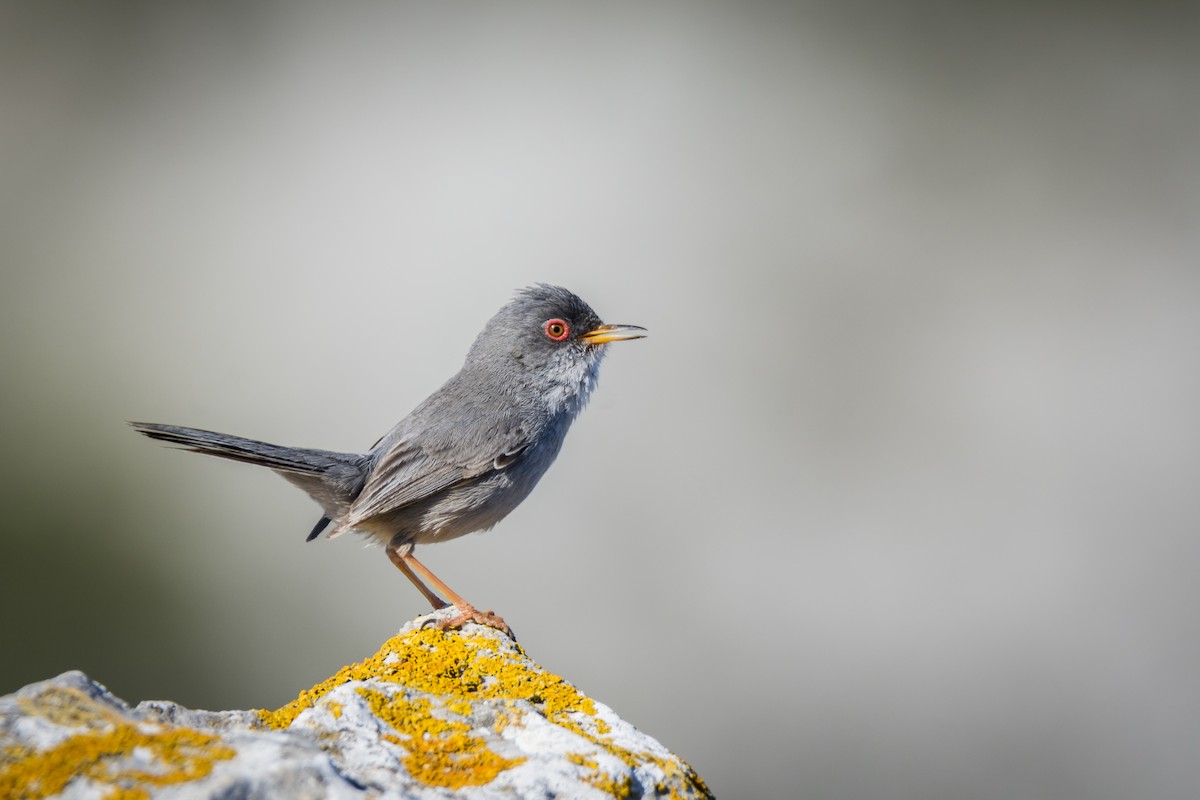 Balearic Warbler - ML228929071