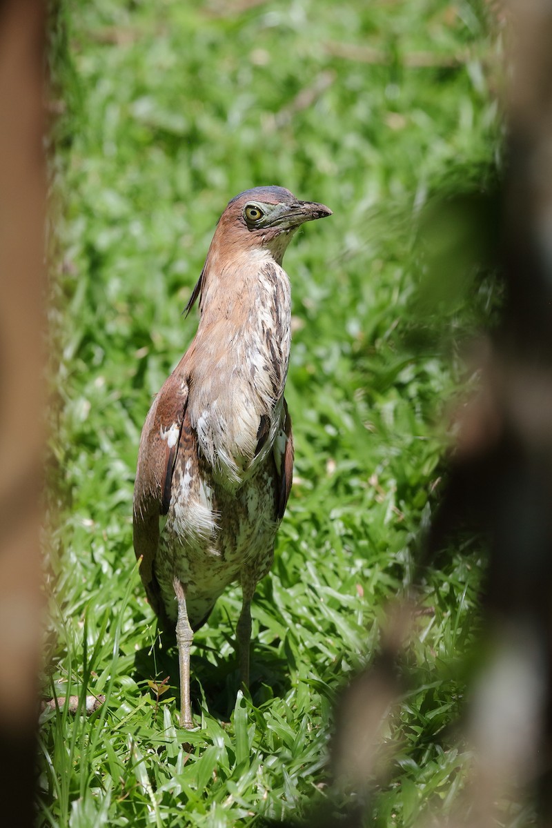 Malayan Night Heron - Holger Teichmann