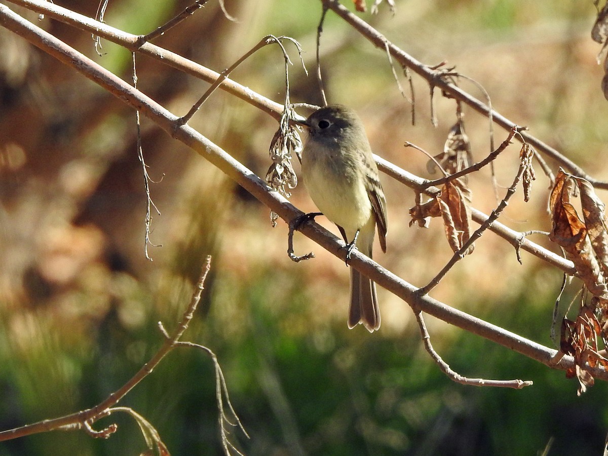 Empidonax sp. - Judy Matsuoka