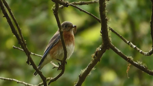 Eastern Bluebird - ML228929871