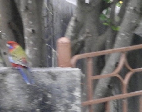 Crimson Rosella - ML228929931