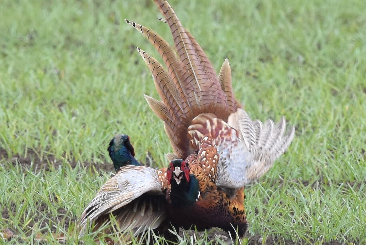 Ring-necked Pheasant - Blair Whyte