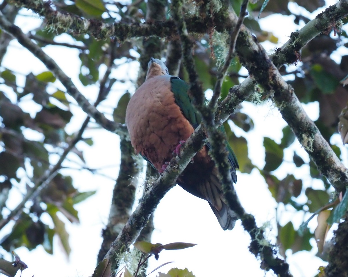 Rufescent Imperial-Pigeon - ML228933391