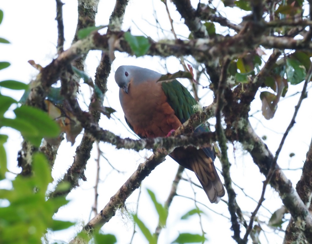 Rufescent Imperial-Pigeon - ML228933421