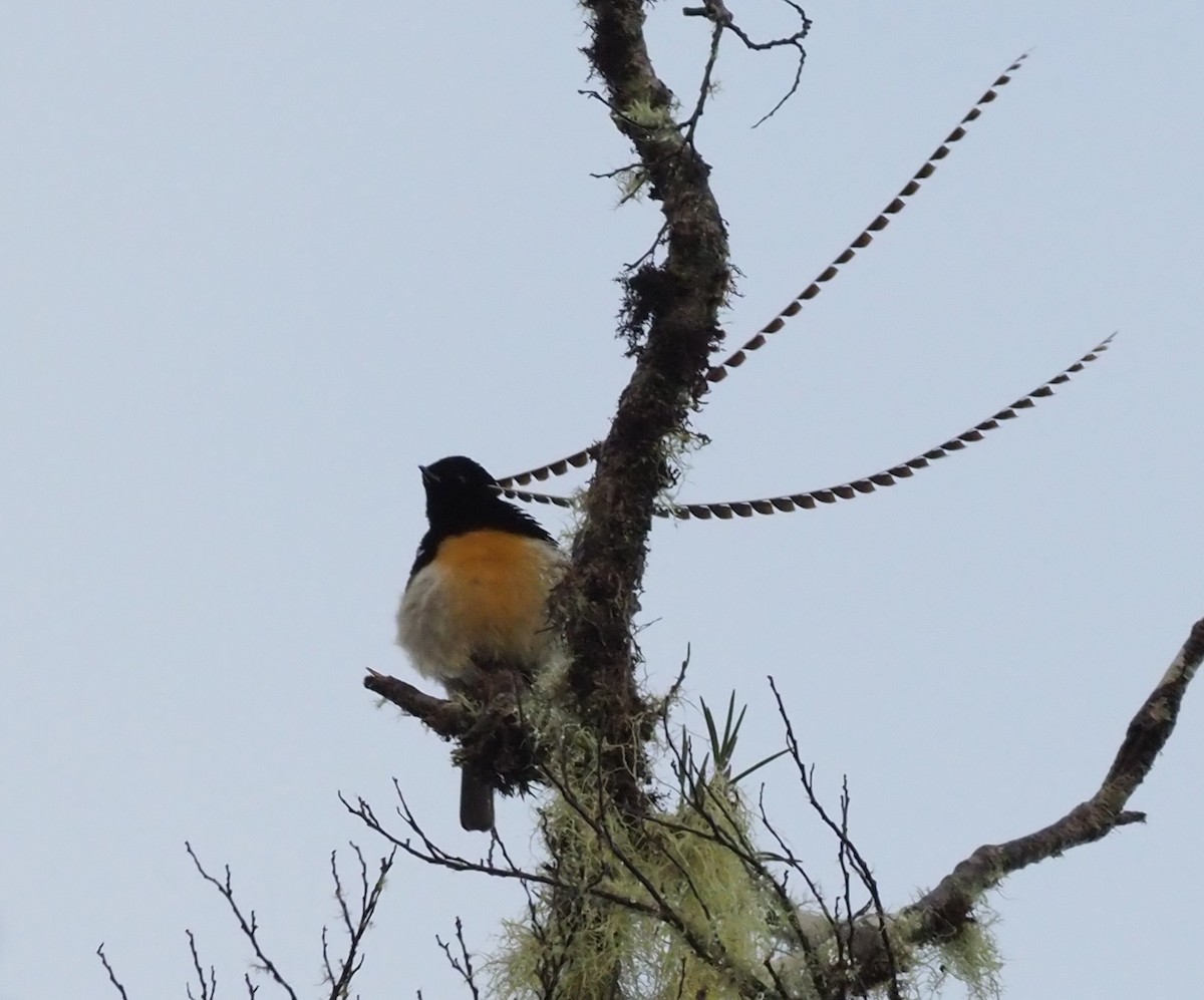 King-of-Saxony Bird-of-Paradise - ML228933441