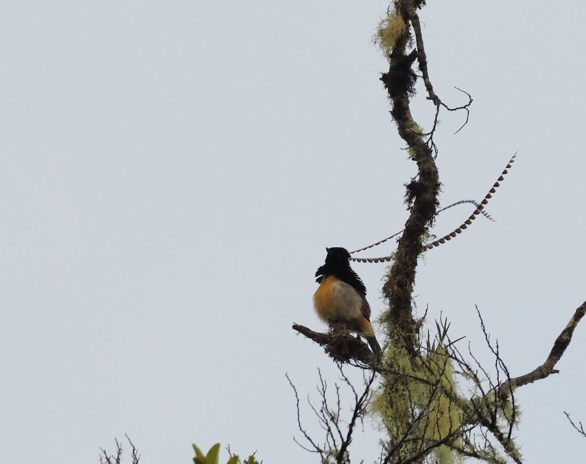 King-of-Saxony Bird-of-Paradise - ML228933501