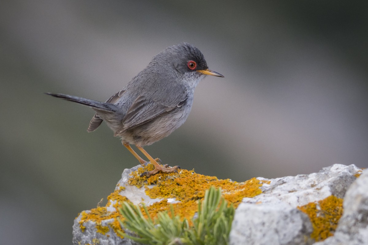 Balearic Warbler - ML228934301