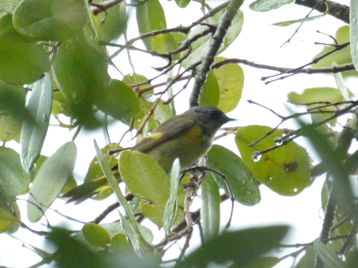 American Redstart - ML228935591