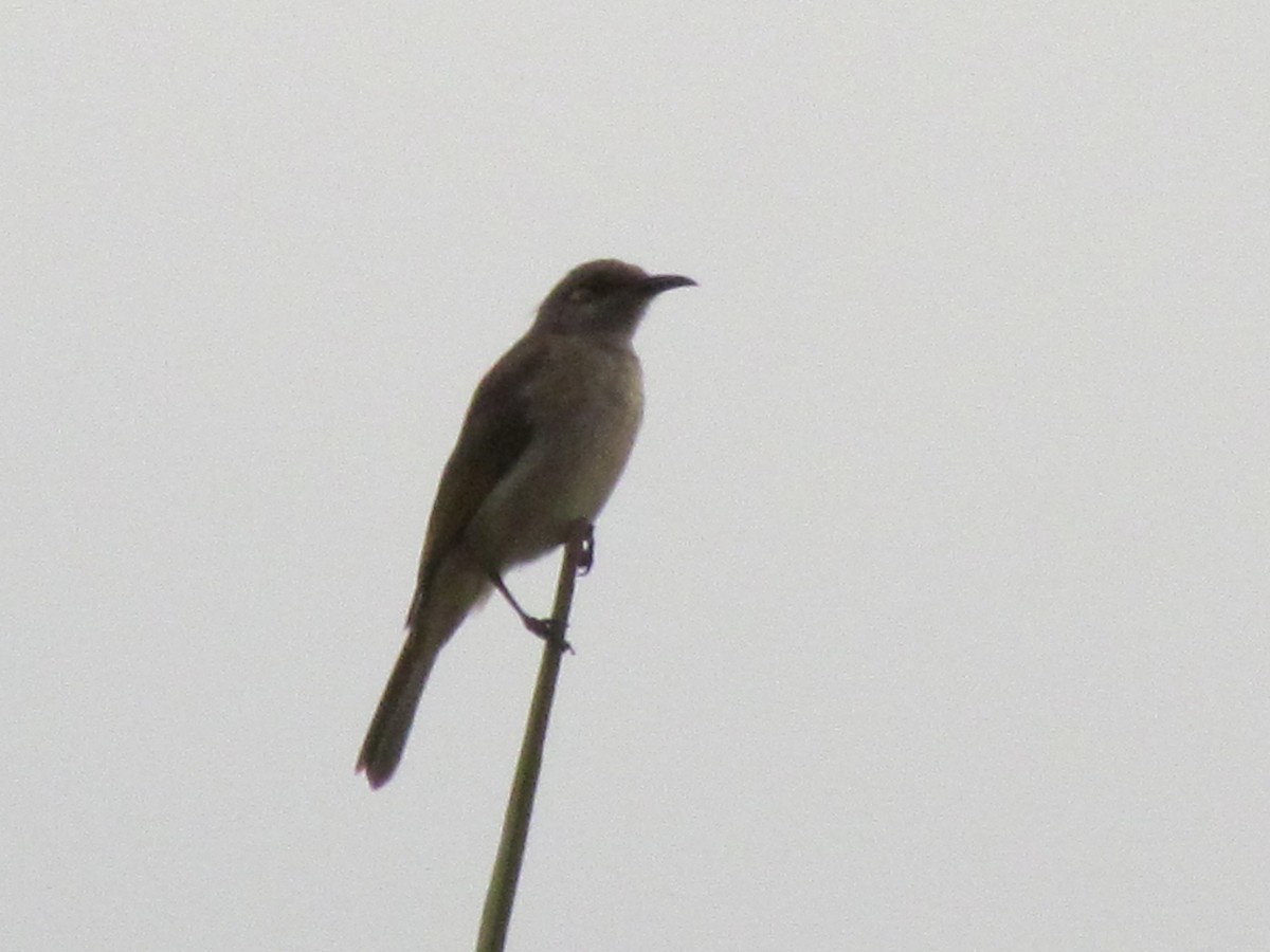 Brown Honeyeater - ML22893701