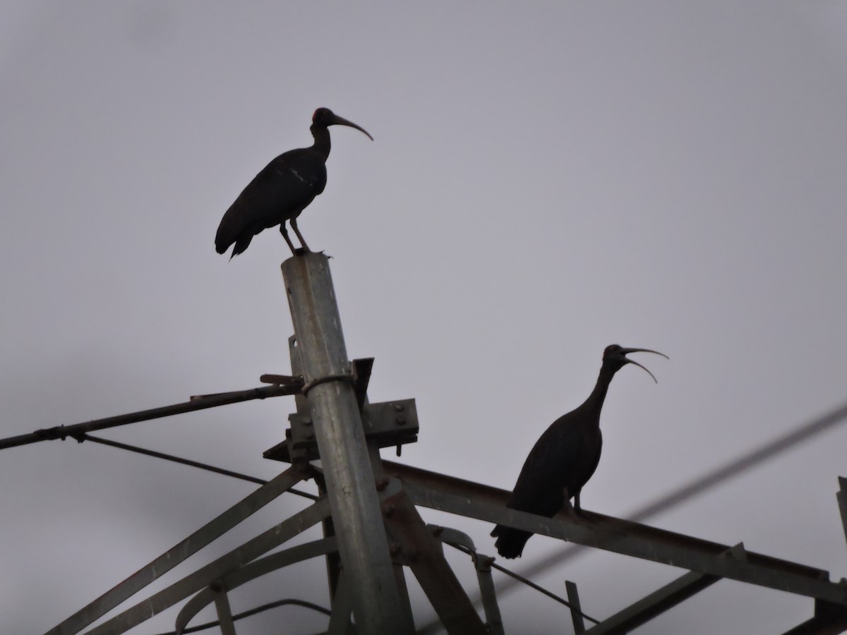 Red-naped Ibis - ML228937181