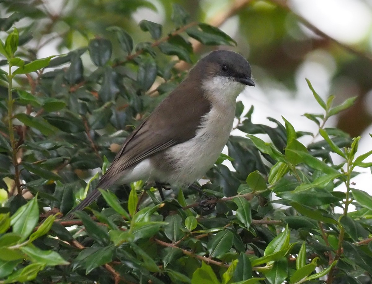 Brown-backed Whistler - ML228937321