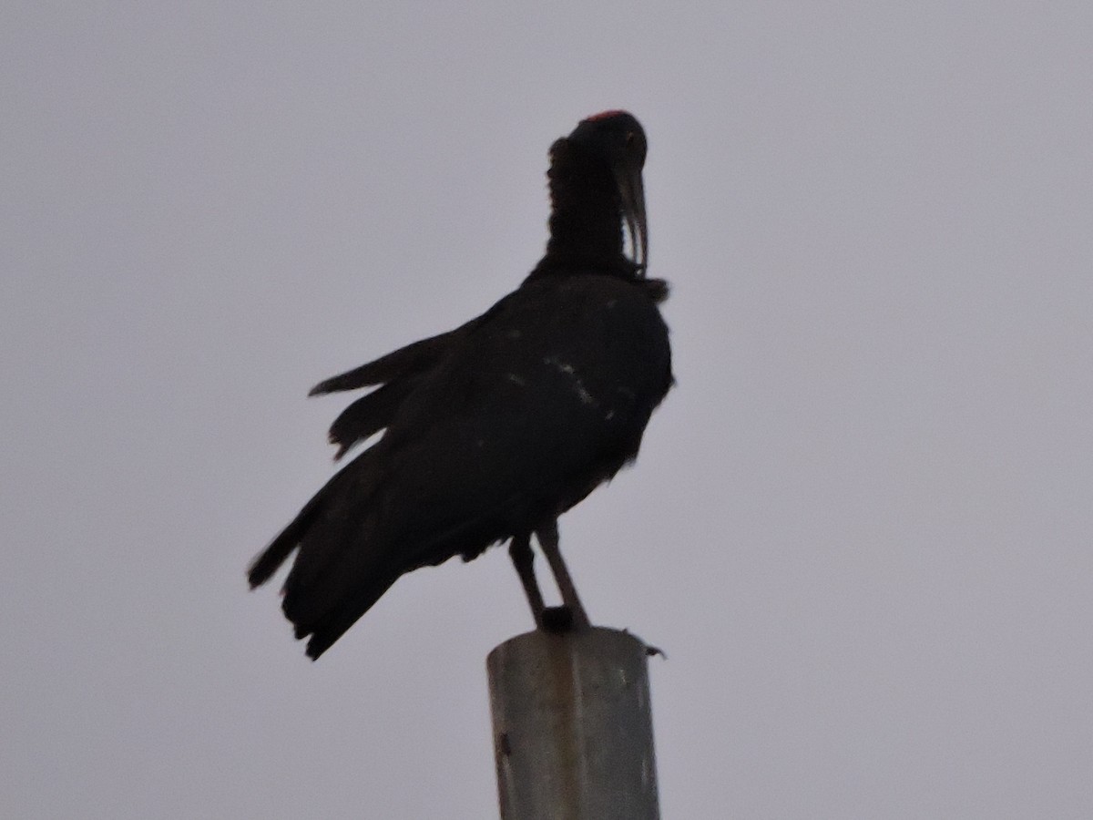 Red-naped Ibis - ML228937851