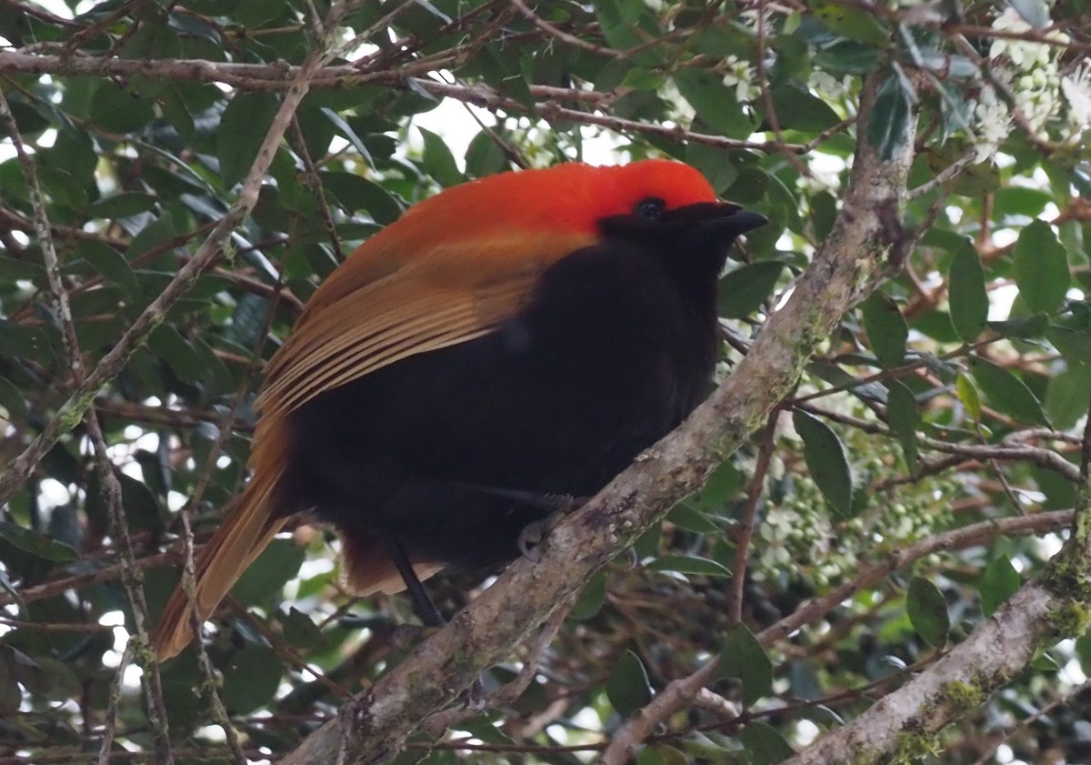 Crested Satinbird - Stephan Lorenz