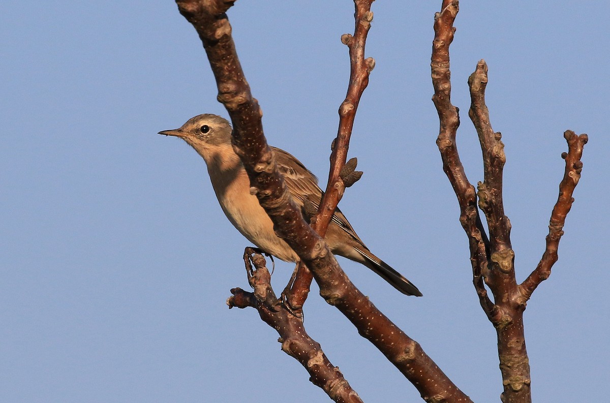 Water Pipit - ML228938841