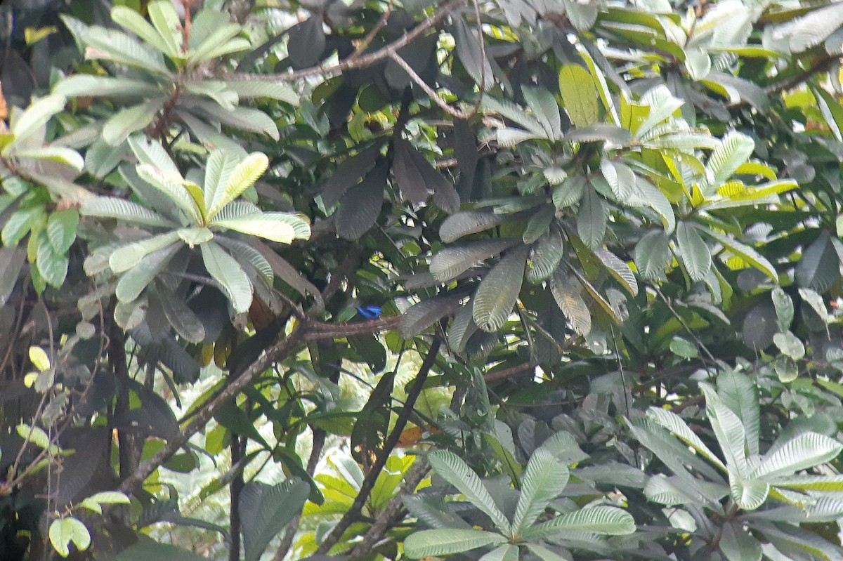 Short-billed Honeycreeper - ML228939061