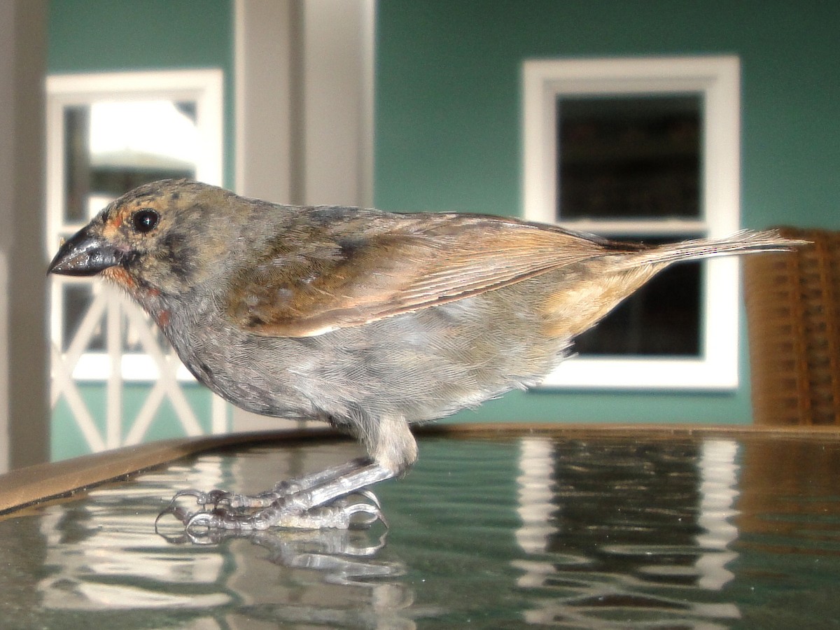 Lesser Antillean Bullfinch - Marvelyn Dias