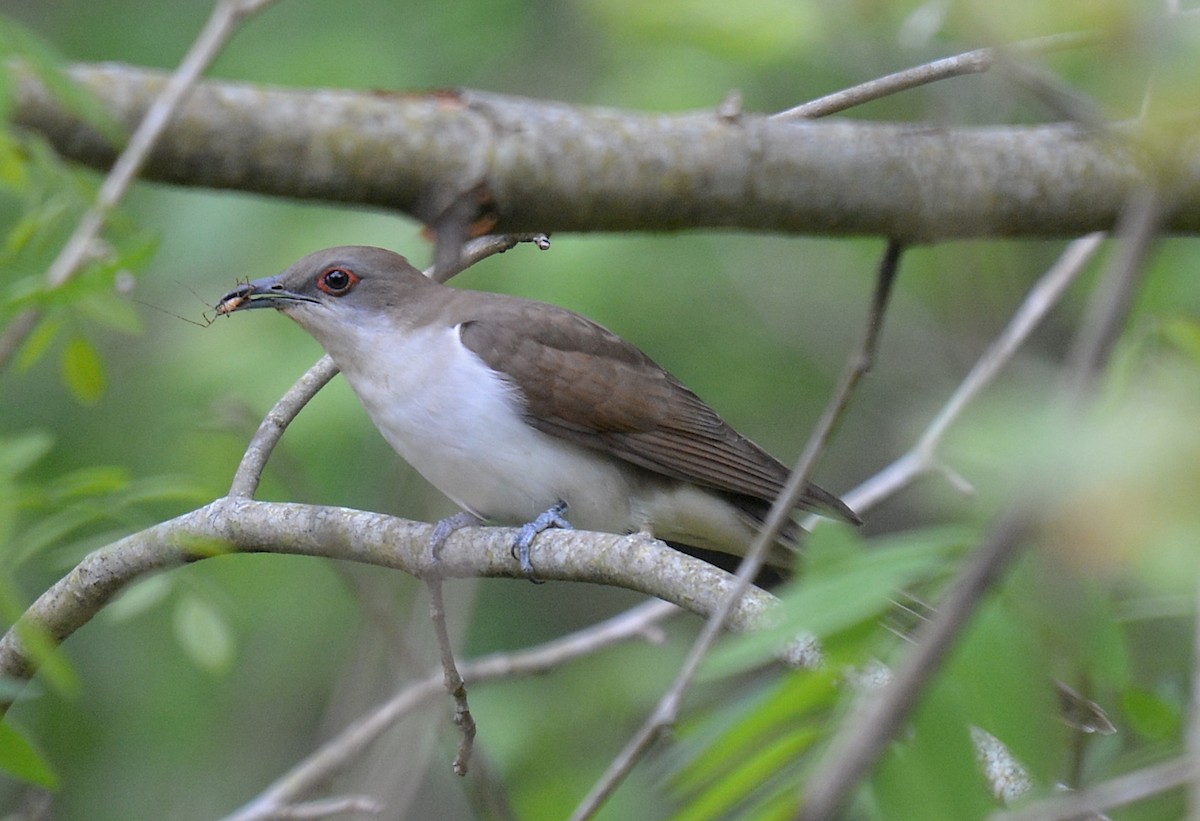 Black-billed Cuckoo - ML228940111