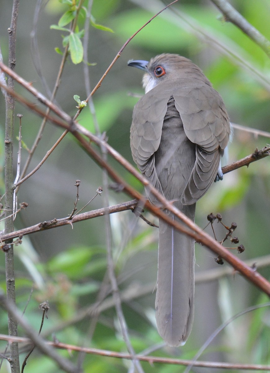 Black-billed Cuckoo - ML228940131