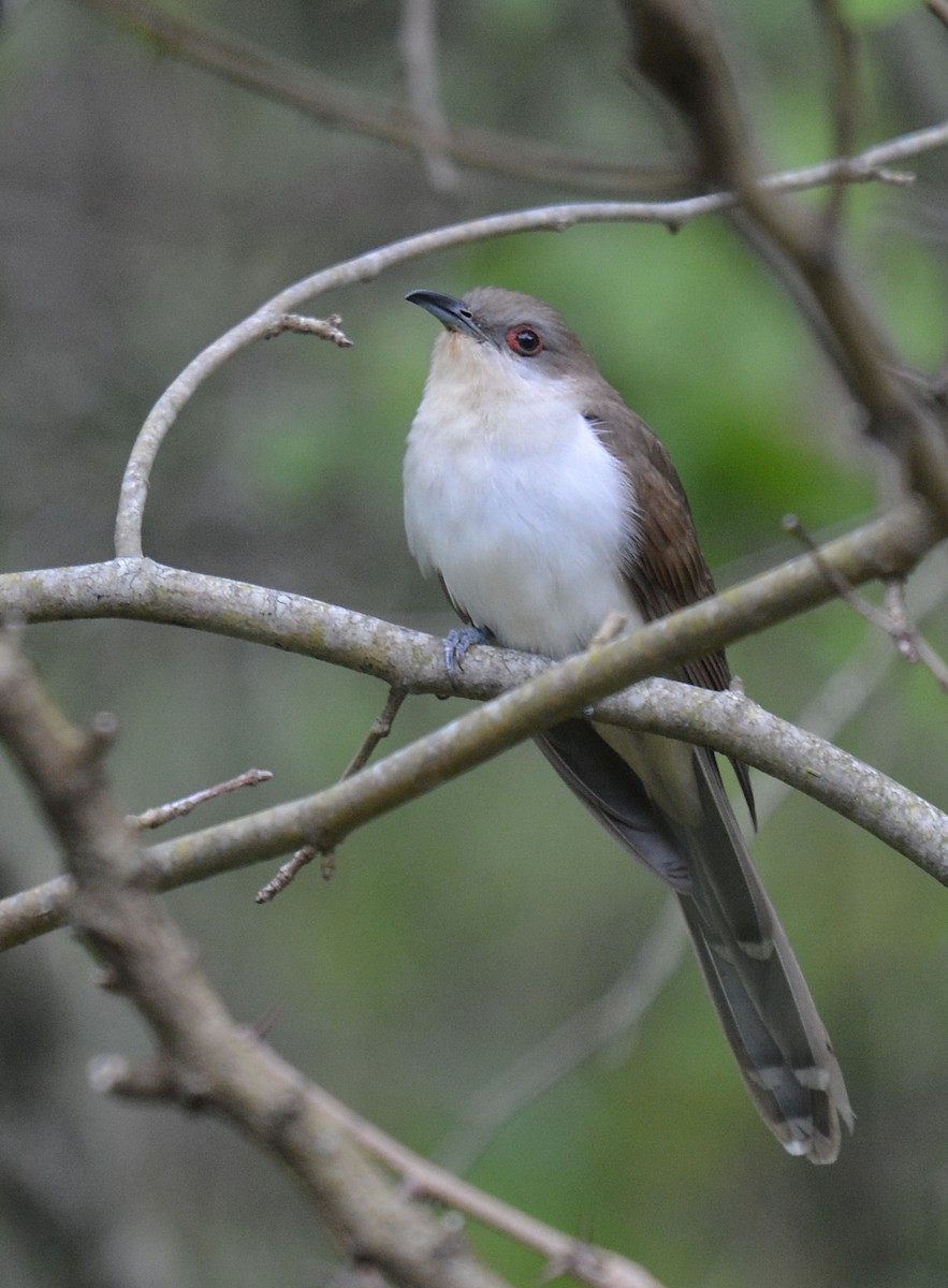 Black-billed Cuckoo - ML228940141