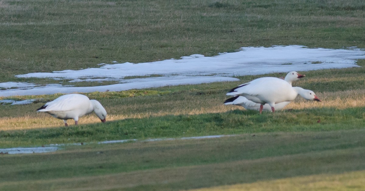 Snow Goose - ML22894021