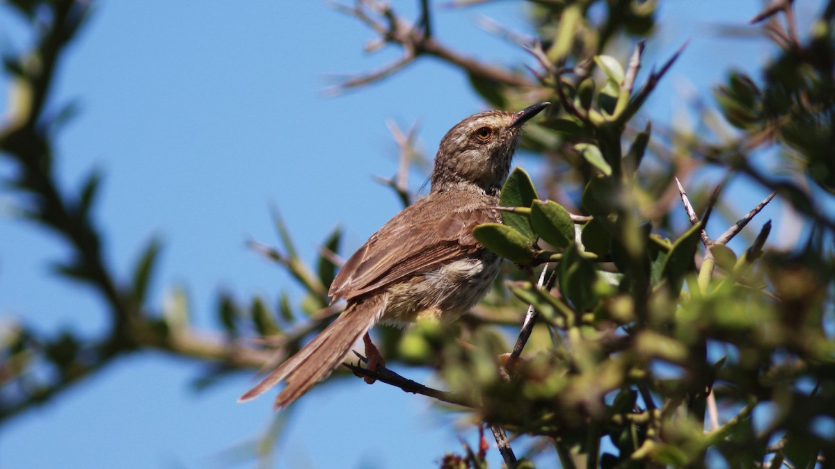 Karoo Prinia - ML22894051