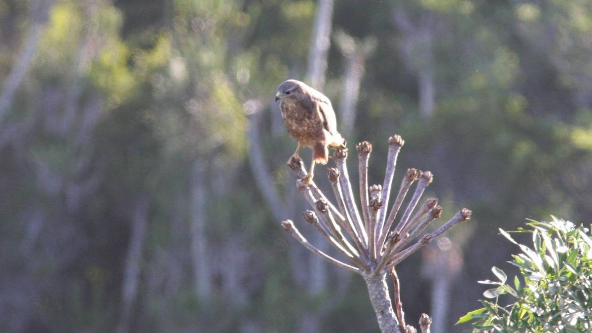 Jackal Buzzard - ML22894121