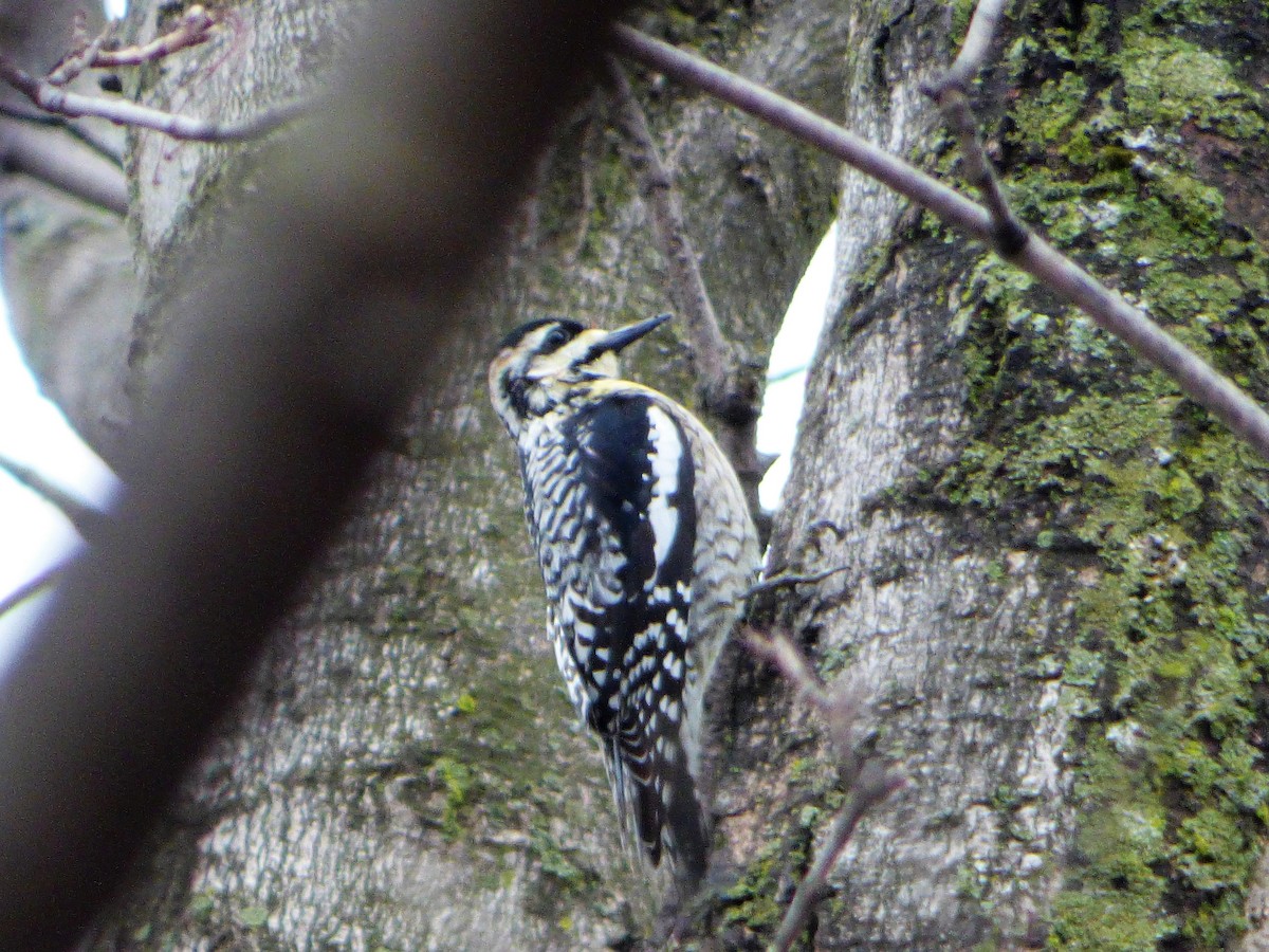 Yellow-bellied Sapsucker - ML228942201