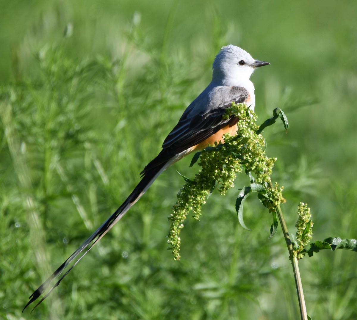 Scissor-tailed Flycatcher - ML228942841