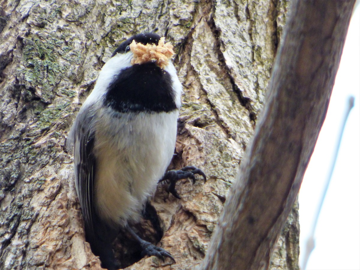 Black-capped Chickadee - ML228942901