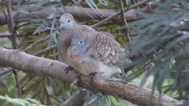 Zebra Dove - ML228942911