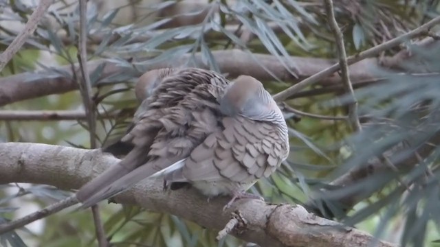 Zebra Dove - ML228942921