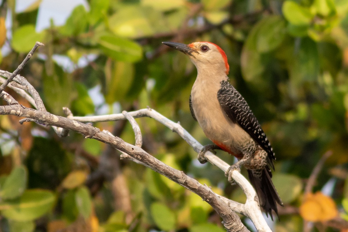 Golden-fronted Woodpecker - Francis Canto Jr