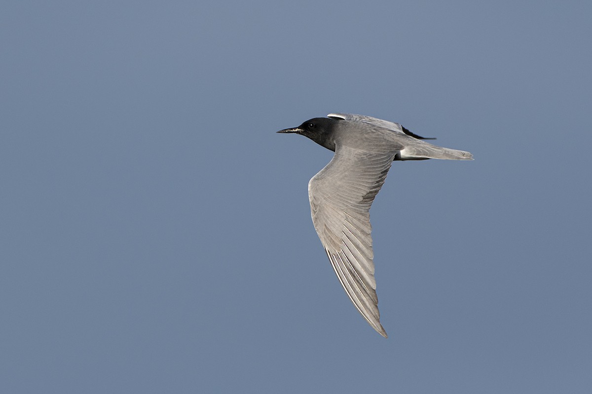 Black Tern - Babis Tsilianidis
