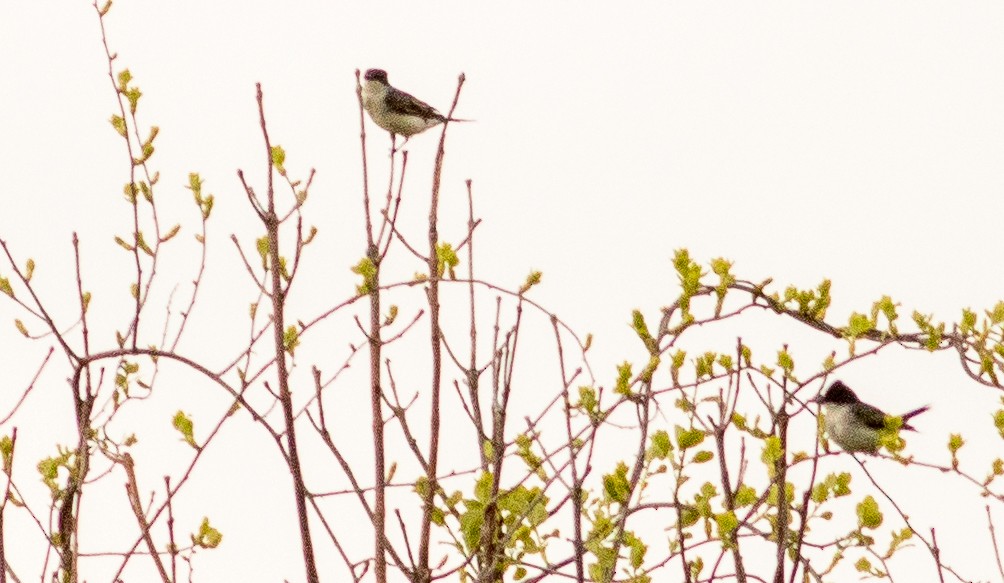 Eastern Kingbird - ML228943261